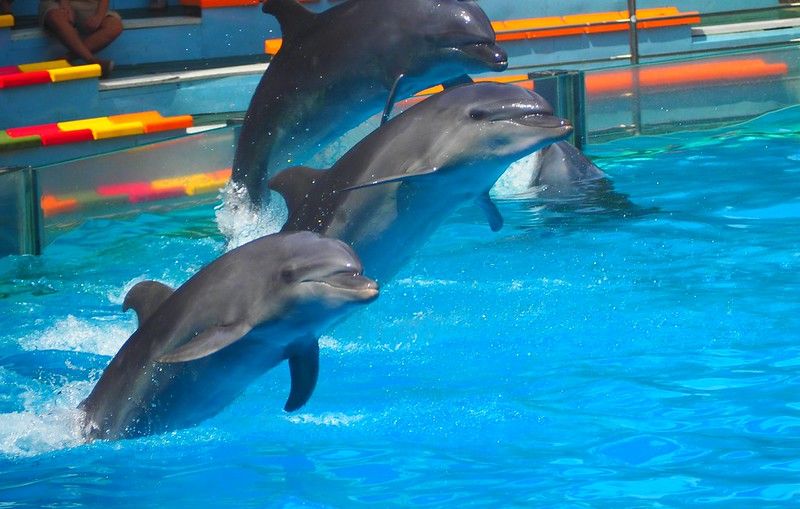 Dolphin show at Safari World Bangkok
