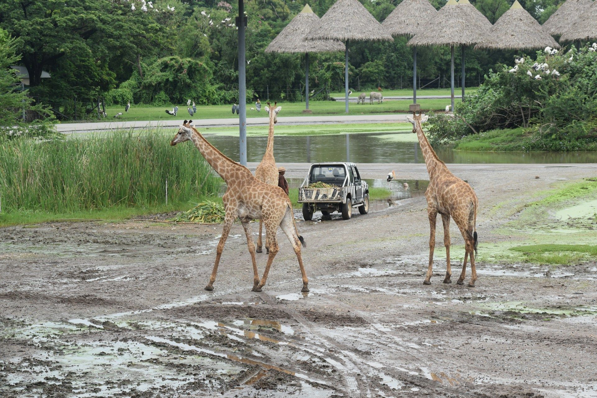 giraffes at Safari World Bangkok