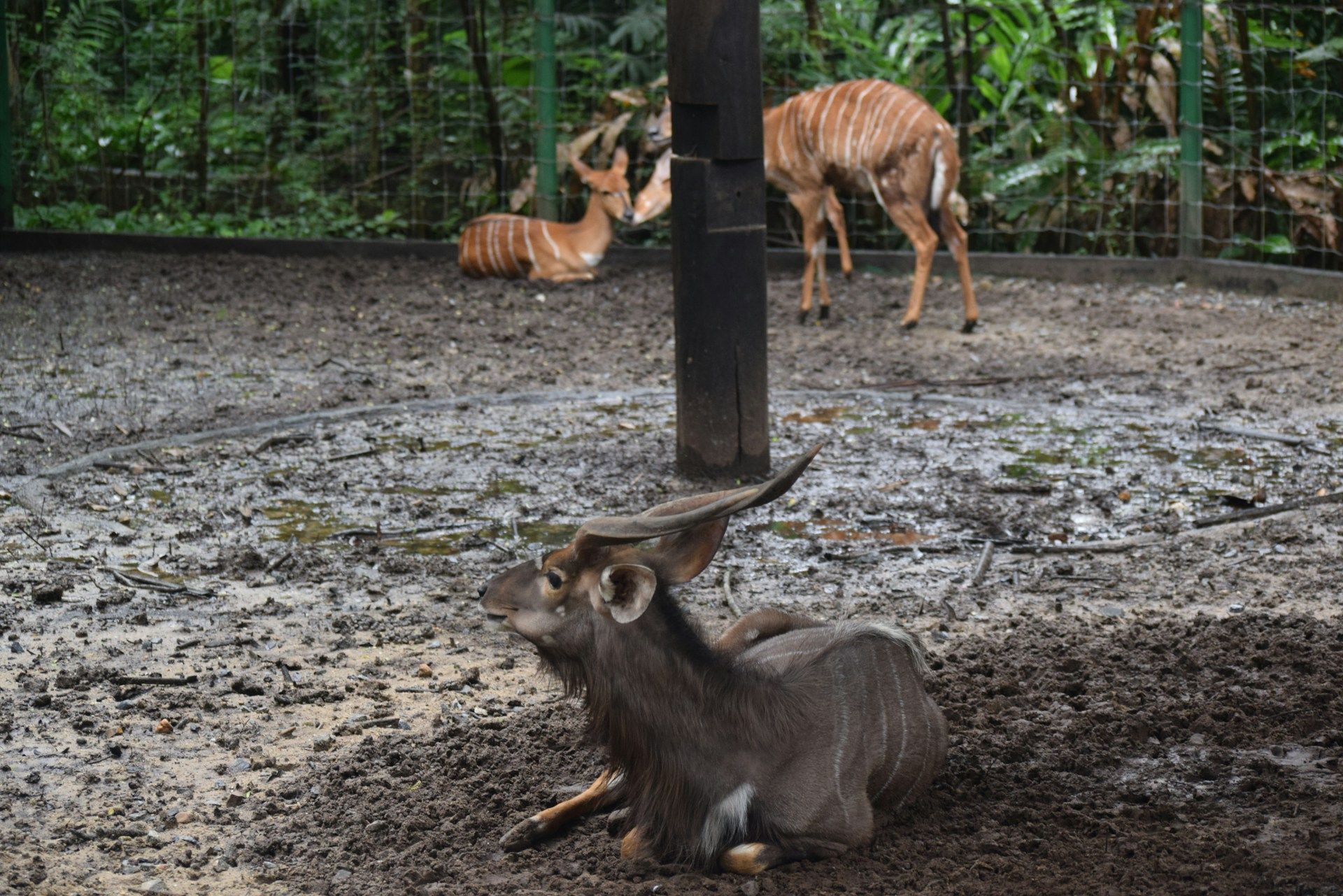 Safari World Bangkok antelope