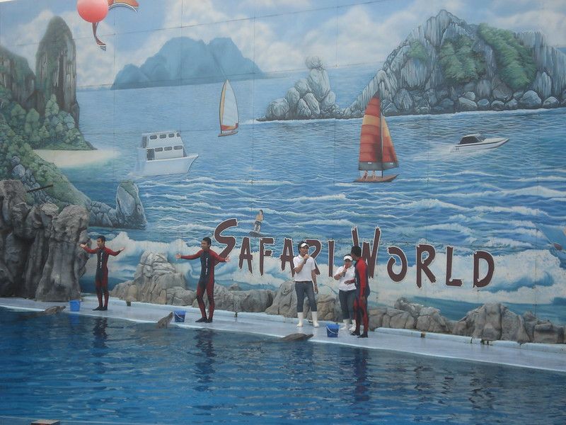 Dolphin show at Safari World Bangkok
