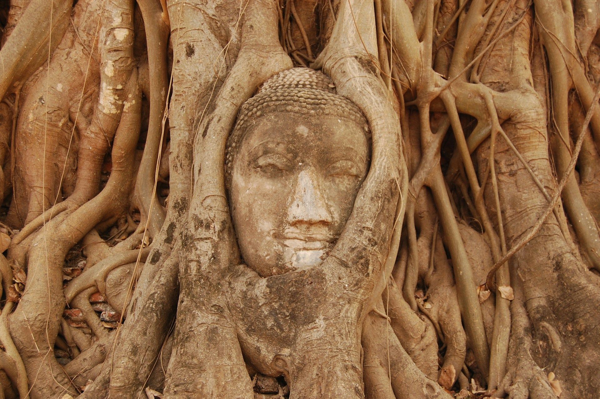 Wat Mahathat buddha head sculpture