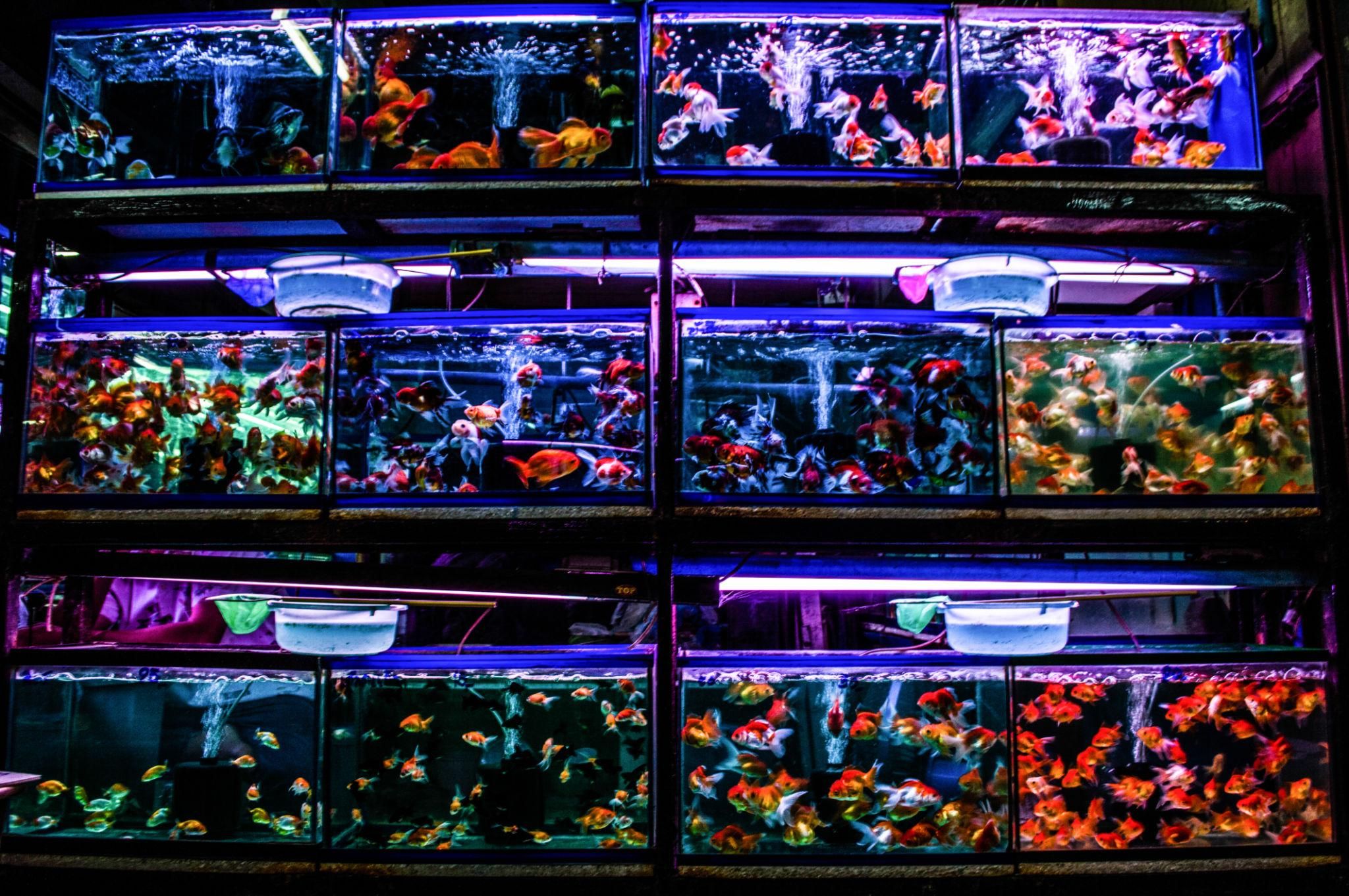 Aquariums full of fishes 